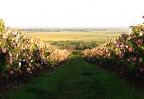 The perfect expression of terroir in Dealu Mare: Davino